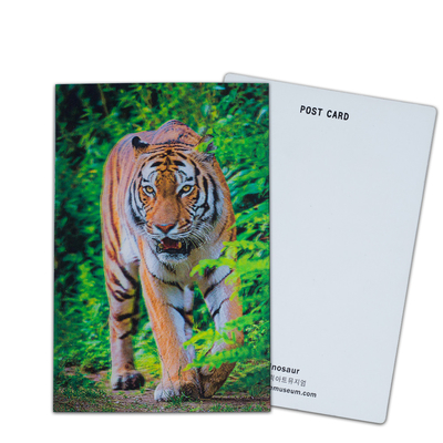 Personaliza tarjetas postales lenticulares en 3D Dinosaurios animales salvajes para el parque zoológico