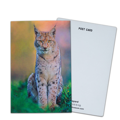 Oso marrón en Alaska Tarjeta lenticular Tarjeta de regalo para turistas Tarjetas postales en 3D