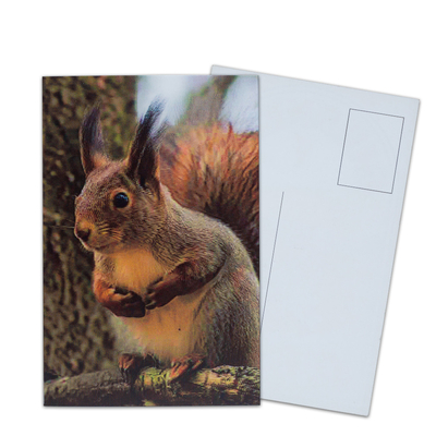 Impresión de tarjetas postales lenticulares Toucan Animales silvestres Tarjeta postal 3D Para Zoo Pack Vida marina