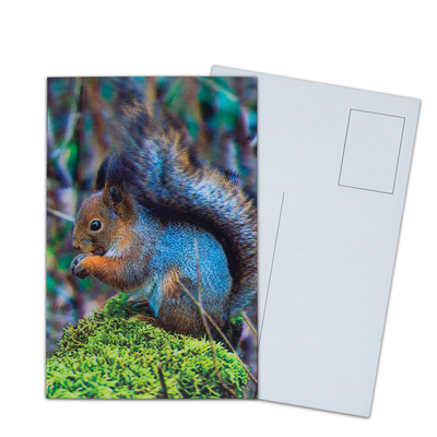 Impresión de tarjetas postales lenticulares Toucan Animales silvestres Tarjeta postal 3D Para Zoo Pack Vida marina