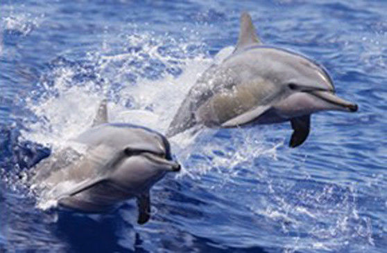 Sealifes Dolphin Tortuga Tiburón Lenticular 3D Tarjeta de Movimiento Tarjeta de Regalo Souvenir