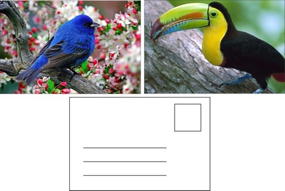 Impresión de tarjetas postales lenticulares Toucan Animales silvestres Tarjeta postal 3D Para Zoo Pack Vida marina